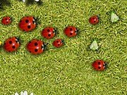 Game Adventures of ladybugs